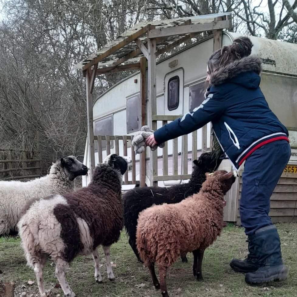 Showing the sheep their fleeces spun into yarns